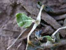 Freeze Damaged Canola