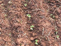 Furrow Problem Seedlings