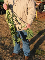 Winter Canola Plant