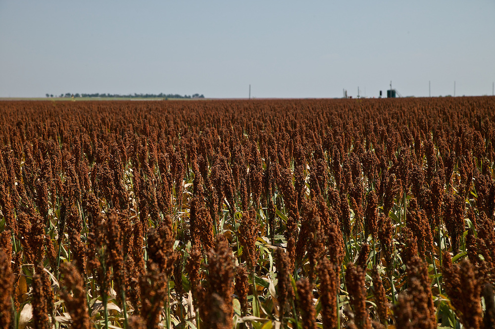 Sorghum