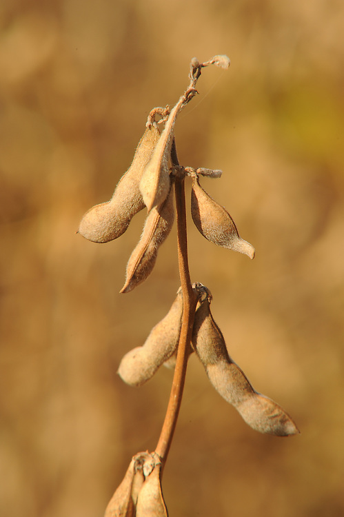 Soybean Closeup